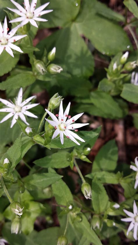 Wildflowers of the Smokies - Blount Tourism