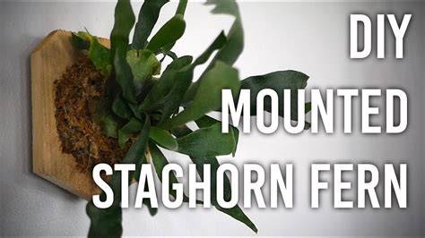 How to Mount a Staghorn Fern : DIY | Staghorn fern, Ferns, Staghorn ...