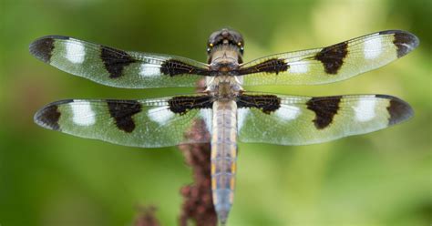 Dragonfly (Odonata anisoptera)