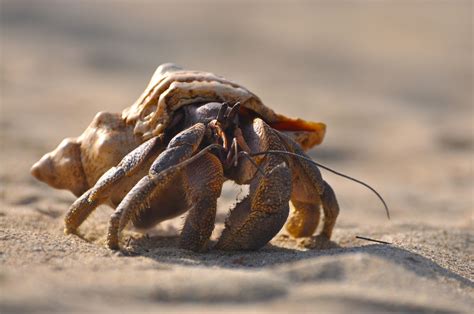 17 Captivating Coconut Crab Facts