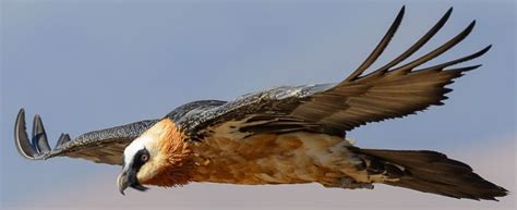 10 birds with the largest wingspan on the planet - Bird Vibes