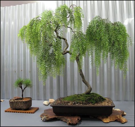 Cz Grain Willow Bonsai / Black Willow Bonsai Tree Thick Trunk Root Stock Live Indoor Or Outdoor ...