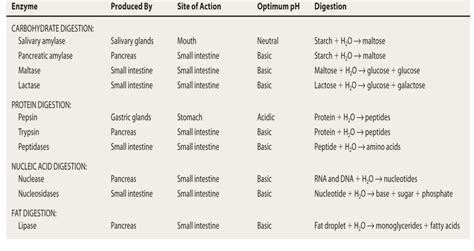 Topic 6.1: Digestion and Absorption - AMAZING WORLD OF SCIENCE WITH MR. GREEN