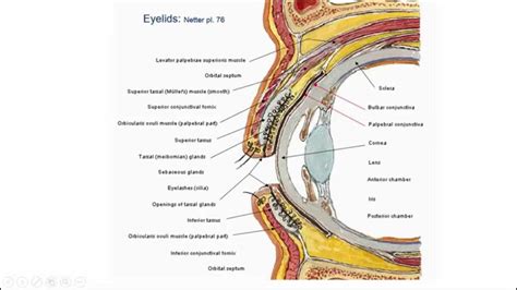 agudo Estribillo Prestigio anatomie van het oog soplo expedición raqueta