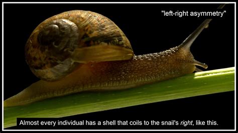 Jeremy the Lefty Snail and Other Asymmetrical Animals - YouTube