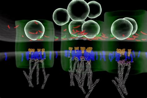 Synaptic bridges help brain cells communicate