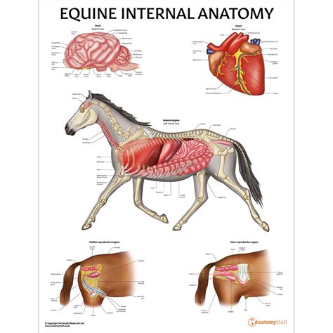 Equine Internal Anatomy Poster | Horse Organs Chart