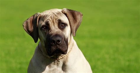 Top 11 Heaviest Dog Breeds - AZ Animals