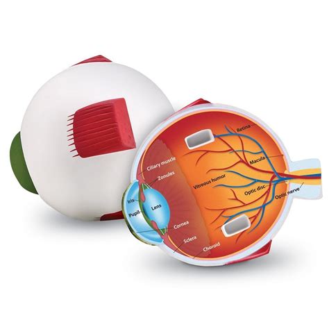 Buy Learning Resources Cross-Section Human Eye Model, Biology ...