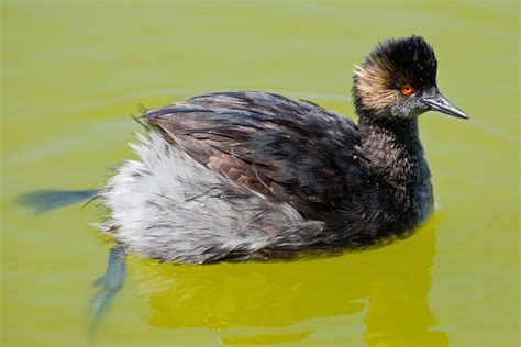 Eared Grebe | Animals, Birds, Ear