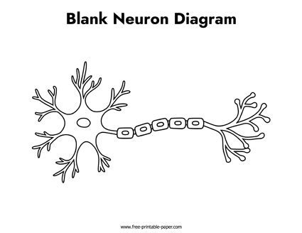 Blank Neuron Diagram – Free-printable-paper.com