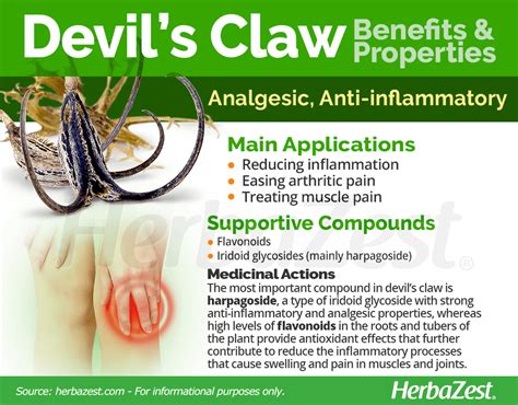 Devil's Claw | HerbaZest