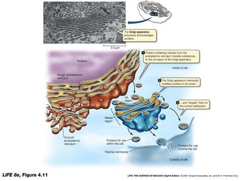 endomembrane system - Google Search