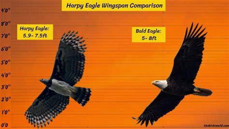 Harpy Eagle Wingspan: How Does It Compare With Others?