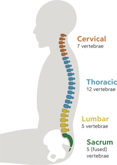 How To Sit In Good Posture- The Biomechanics