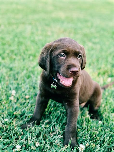 Brown Labrador Puppy Wallpapers - Wallpaper Cave