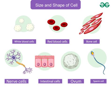 Cell Number, Shape and Size - Class 8 Notes - GeeksforGeeks