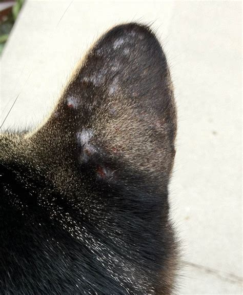 Why Does My Cat Have Scabs All Over - CAWRCA