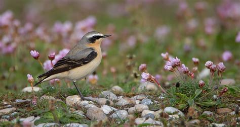 Dorset Wildlife Trust (@DorsetWildlife) / Twitter