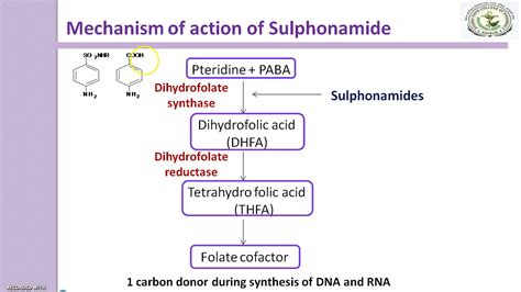 Mechanism Of Action Of Antimetabolites