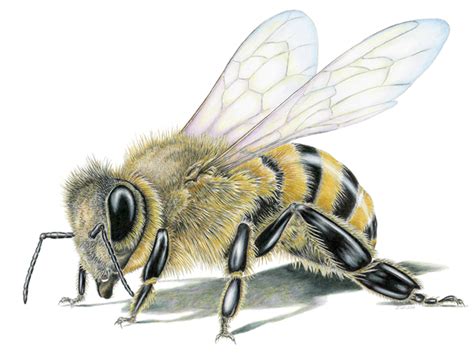 Honey Bee Limited-Edition Print – Wildlife Drawings by Jim Wilson