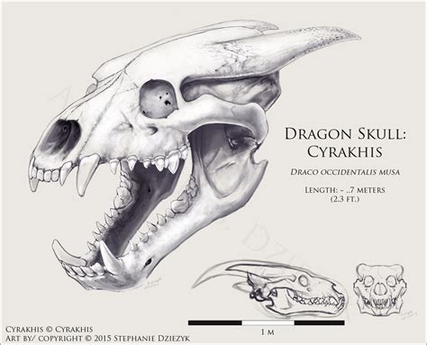 Dragon Skull - Cyrakhis by LeccathuFurvicael on DeviantArt