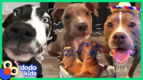 60 Minutes Of The Best And Bravest Dogs | 1 Hour of Animal Videos For Kids | Dodo Kids - YouTube