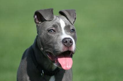 Blue Pitbull Puppies | LoveToKnow