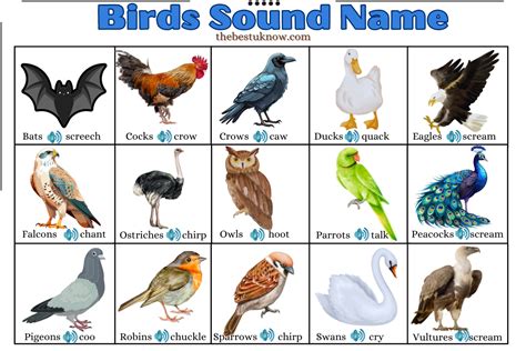 Cries of Birds- 52 Birds Sound Names in English