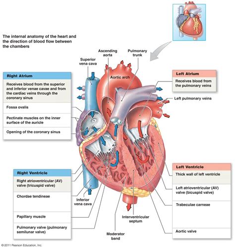 Coronary Circuit Diagram