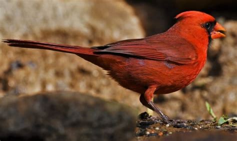 North Carolina State Bird: Description, Pictures, & Fun Facts