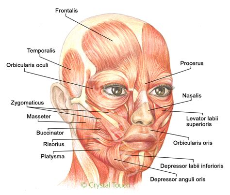 Anatomy Of Chin - Anatomical Charts & Posters