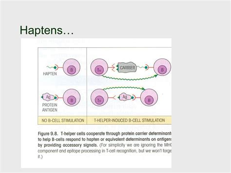 PPT - Immunogen, antigen, epitope, hapten PowerPoint Presentation, free download - ID:6723242