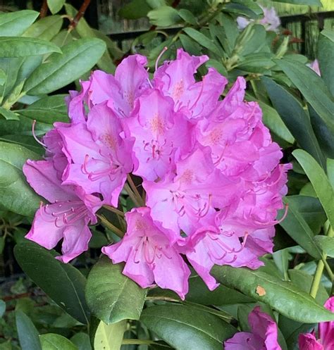 Spectacular Rhododendrons: How To Grow and Care for the Popular Shrub ...