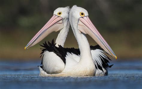 Australian Pelicans