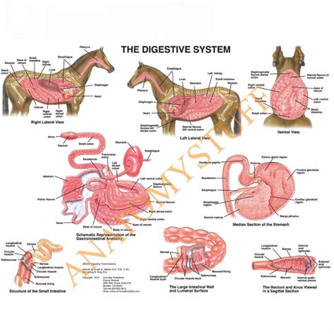 Equine Digestive System Laminated Chart / Poster | Large animal vet, Horse anatomy, Equine ...