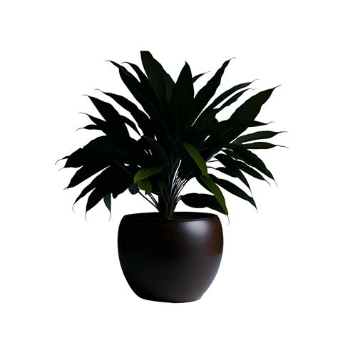 Potted plant isolated, potted plant on transparent background, Succulent plants , Indoor potted ...