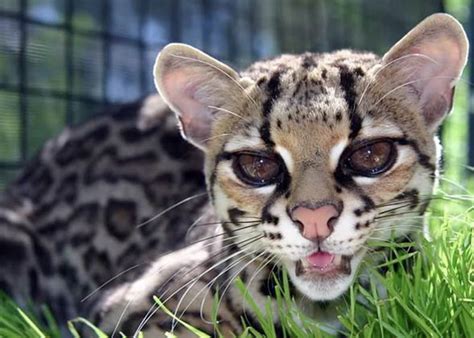 Margay – cat with gorgeous eyes | DinoAnimals.com