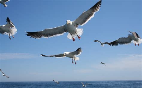 Wallpaper : sea, sky, flying, seagulls, bird, seabird, wing, vertebrate, charadriiformes, animal ...