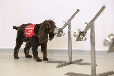 Medical Detection Dogs | DOG Sports UK