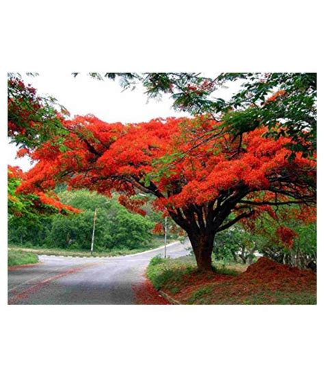 Royal Poinciana Tree Tree Seeds: Buy Royal Poinciana Tree Tree Seeds Online at Low Price - Snapdeal