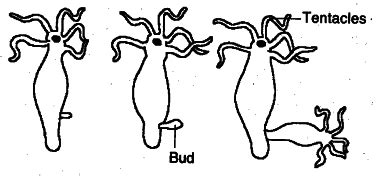 Draw labelled diagrams to illustrate budding in Hydra - Class 10 ...