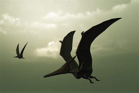 Getting to Know Pterosaurs - JSTOR Daily