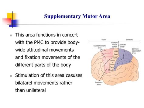 PPT - Cortical and Brain Stem Control of Motor Function PowerPoint ...