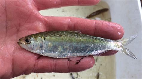 American shad return to NJ river after 173 years