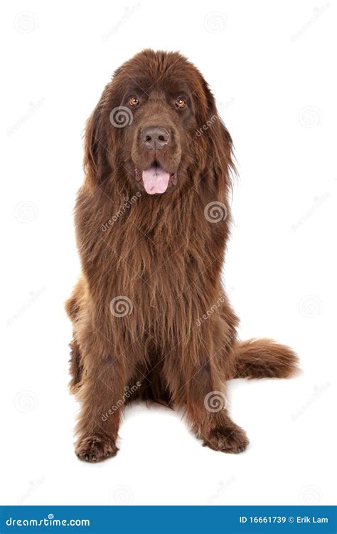 Brown Newfoundland dog stock image. Image of newf, brown - 16661739