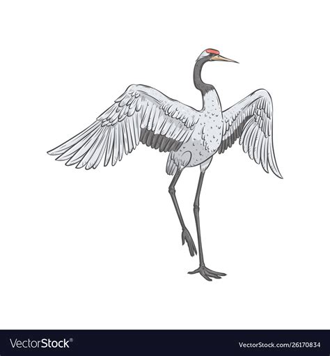 Red-crowned crane stands on one leg with spread Vector Image