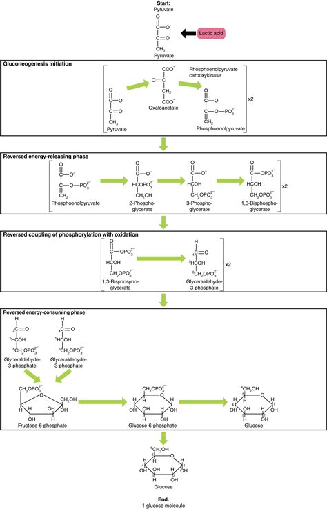 Carbohydrate Metabolism | Anatomy and Physiology II