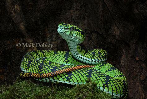 Trimeresurus sumatranus - Alchetron, the free social encyclopedia