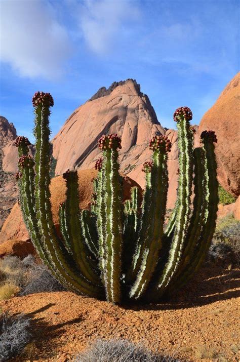 d. Chris P's photo. Wouldn't be the desert without a cactus plant | Cactus plants, Cactus ...